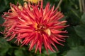 Closeup of a pink Dahlia cactus flower Royalty Free Stock Photo