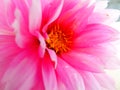 Closeup pink dahlia capitulum