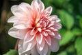 Closeup of Pink Dahlia Flower in the Garden Royalty Free Stock Photo