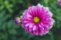 Closeup pink Dahlia flower over blurred garden, outdoor day light Royalty Free Stock Photo