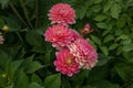 Closeup of pink dahlia flowers in a garden under the sunlight Royalty Free Stock Photo