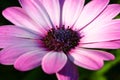 Closeup of pink daisy flower Royalty Free Stock Photo