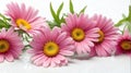 closeup of pink daisy flowers on plain white ai generated Royalty Free Stock Photo