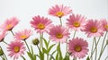 closeup of pink daisy flowers on plain white ai generated Royalty Free Stock Photo
