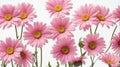 closeup of pink daisy flowers on plain white ai generated Royalty Free Stock Photo