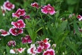 Closeup of pink Dianthus