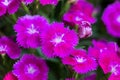 Closeup of pink Dianthus Chinensis Flowers Royalty Free Stock Photo