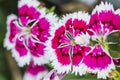 Closeup of pink Dianthus Chinensis Flowers Royalty Free Stock Photo