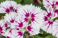 Closeup of pink Dianthus Chinensis Flowers Royalty Free Stock Photo