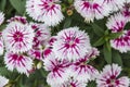 Closeup of pink Dianthus Chinensis Flowers Royalty Free Stock Photo