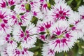 Closeup of pink Dianthus Chinensis Flowers Royalty Free Stock Photo