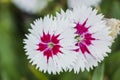 Closeup of pink Dianthus Chinensis Flowers Royalty Free Stock Photo