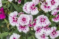 Closeup of pink Dianthus Chinensis Flowers Royalty Free Stock Photo
