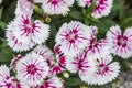 Closeup of pink Dianthus Chinensis Flowers Royalty Free Stock Photo