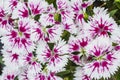 Closeup of pink Dianthus Chinensis Flowers Royalty Free Stock Photo