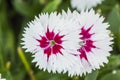 Closeup of pink Dianthus Chinensis Flowers Royalty Free Stock Photo