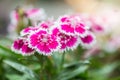 Closeup of pink Dianthus Chinensis Flowers in the garden Royalty Free Stock Photo