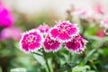 Closeup of pink Dianthus Chinensis Flowers in the garden Royalty Free Stock Photo