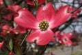 Closeup of a pink dogwood bloom Royalty Free Stock Photo