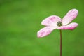 Closeup of a pink dogwood Royalty Free Stock Photo