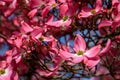 Closeup of pink dogwood in full bloom as a nature background Royalty Free Stock Photo