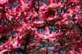 Closeup of pink dogwood in full bloom as a nature background Royalty Free Stock Photo