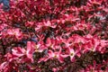 Closeup of pink dogwood in full bloom as a nature background Royalty Free Stock Photo