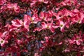 Closeup of pink dogwood in full bloom as a nature background Royalty Free Stock Photo