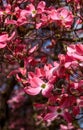 Closeup of pink dogwood in full bloom as a nature background Royalty Free Stock Photo