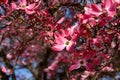 Closeup of pink dogwood in full bloom as a nature background Royalty Free Stock Photo