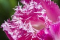 Closeup of Pink Dutch Tulip in Keukenhof National Flowers Garden Royalty Free Stock Photo