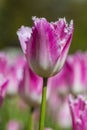 Closeup of Pink Dutch Tulip in Keukenhof National Flowers Garden Royalty Free Stock Photo