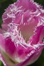 Closeup of Pink Dutch Tulip in Keukenhof National Flowers Garden Royalty Free Stock Photo