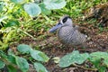 Closeup of a Pink-eared Duck