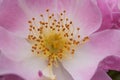 pink eglantine flower Royalty Free Stock Photo