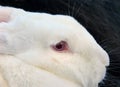 Closeup of Pink Eye of Flemish Giant Rabbit Royalty Free Stock Photo