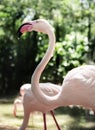 Closeup of pink flamingo bird at the zoo Royalty Free Stock Photo