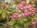 Pink flower Bauhinia variegate flowering plant legume family Fabaceae Common names include orchid tree beautiful on blurred of