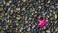 Closeup pink flower on black stones, background. Royalty Free Stock Photo