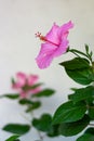 Closeup of pink flower blossoms in a vibrant plant.