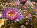Closeup of a pink flower blur background