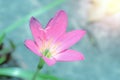 Closeup pink flower with blurred background,Zephyranthes grandiflora