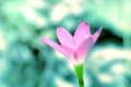 Closeup pink flower with blurred background,Zephyranthes grandiflora