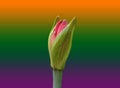 Closeup, Pink flower bud isolated on coloured background for design stock photo Royalty Free Stock Photo