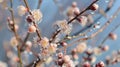 Closeup of pink flower covered in water droplets, against freezing sky backdrop Royalty Free Stock Photo