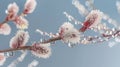 Closeup of pink flower covered in water droplets, against freezing sky backdrop Royalty Free Stock Photo
