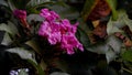 pink flower on dicotyledonous angiosperm tree