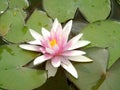 Closeup of pink flower of nymphaea, beautiful floating flower with many pistils and petals, nature, water