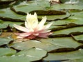 Closeup of pink flower of nymphaea, beautiful floating flower with many pistils and petals, nature, water