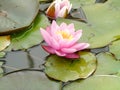 Closeup of pink flower of nymphaea, beautiful floating flower with many pistils and petals, nature, water